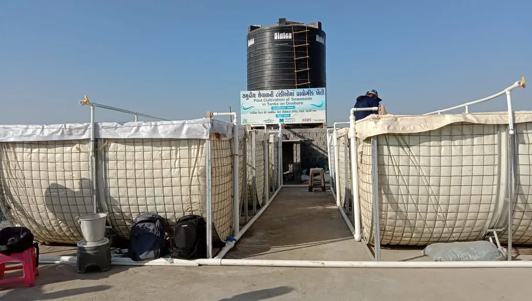 Seaweed Tanks